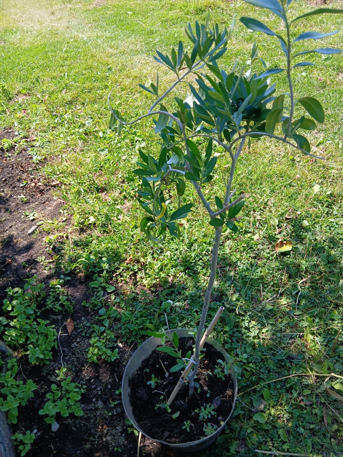 olijfboom te koop, Bloeit niet, 100 tot 250 cm, Olijfboom, Ophalen