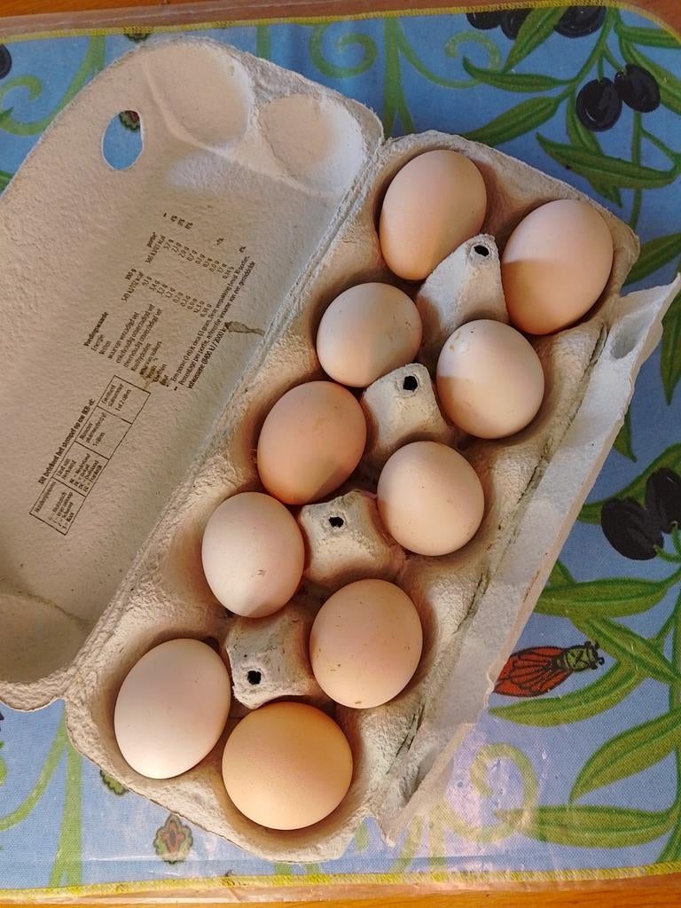 Zijdehoen broedeieren, Dieren en Toebehoren, Pluimvee, Geslacht onbekend, Kip