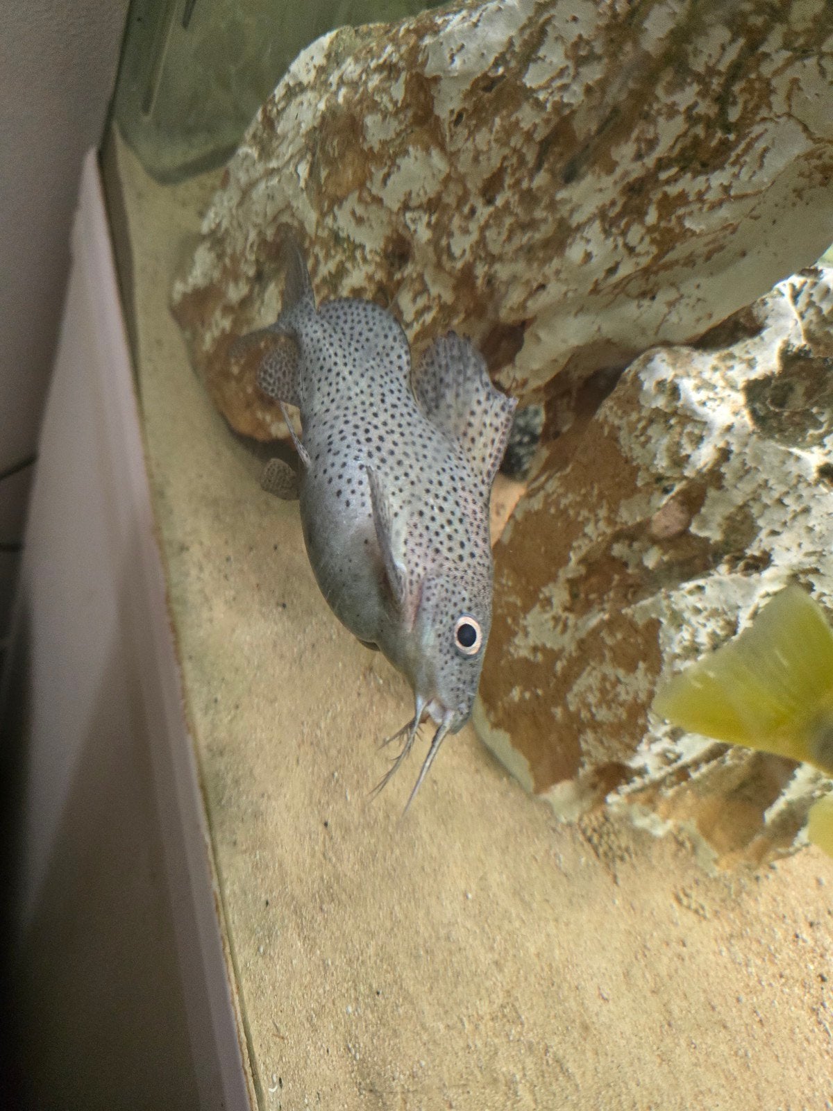 Gratis Meerval (Synodontis Eupterus) 2x