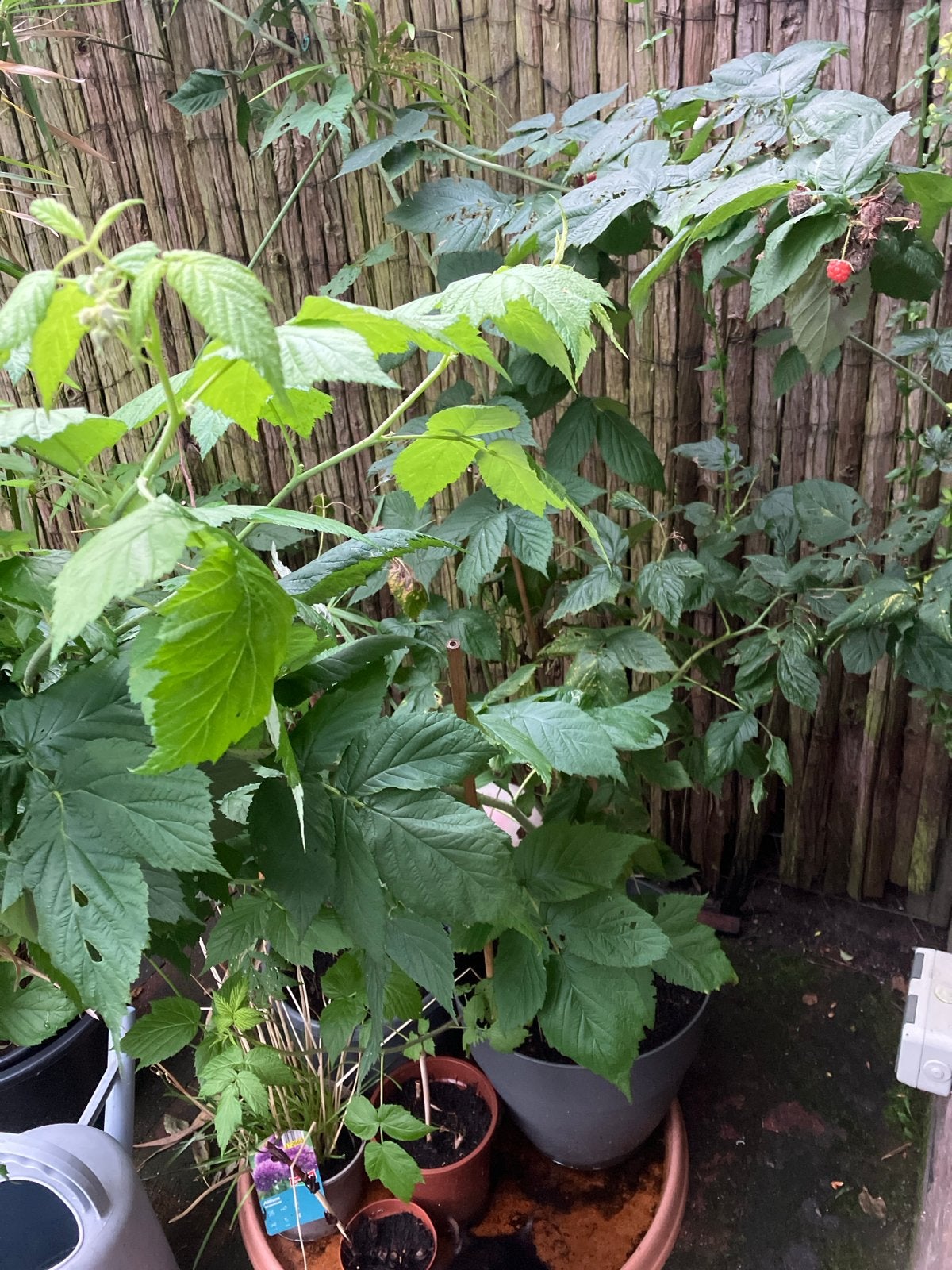 Frambozenplanten - Vers fruit uit eigen tuin, Tuin en Terras, Ophalen, Volle zon, Vaste plant, Zomer