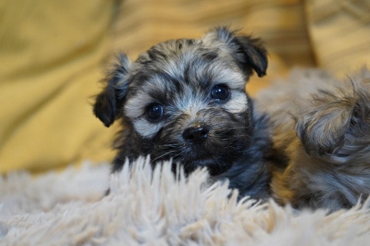 Kleine boomer pups, maltezer - shih tzu., Nederland, Parvo, Overige rassen, 8 tot 15 weken
