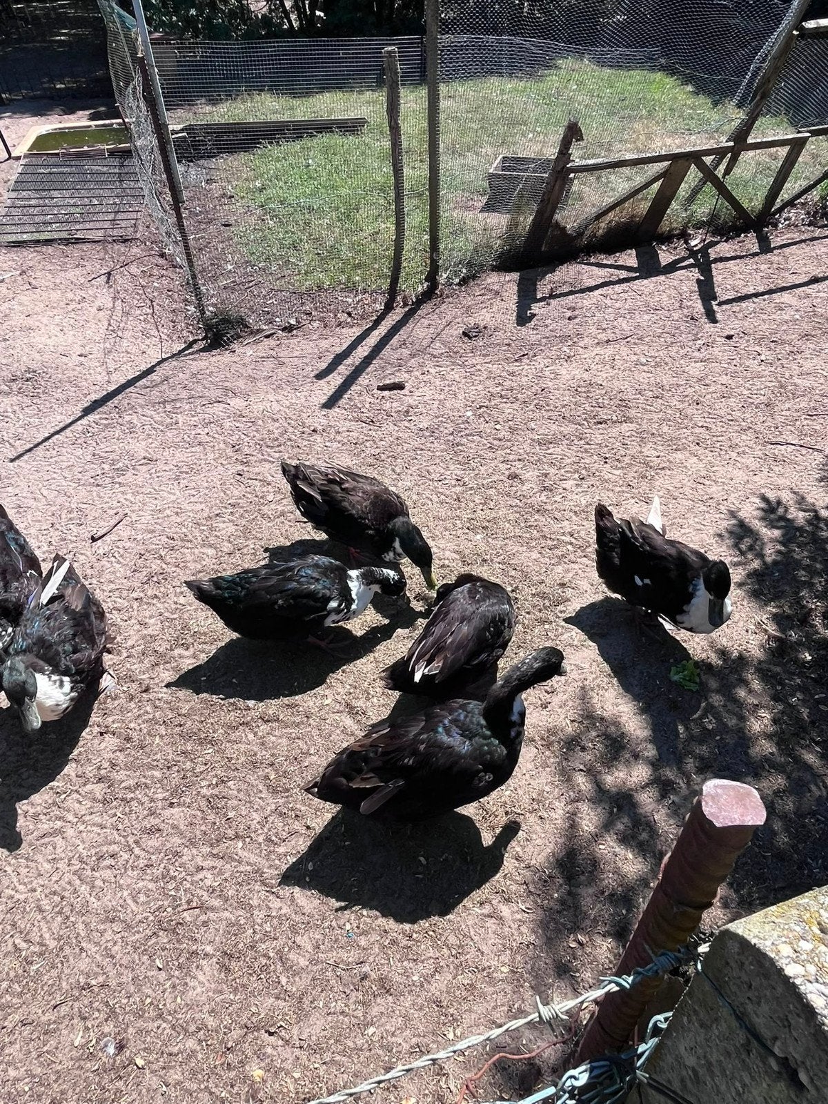 8 black swedisch eenden, Dieren en Toebehoren, Pluimvee, Meerdere dieren, Eend