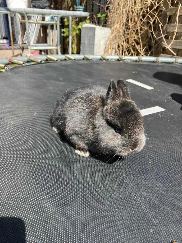 Jonge kleurdwerg konijntjes, Mannelijk, Groot