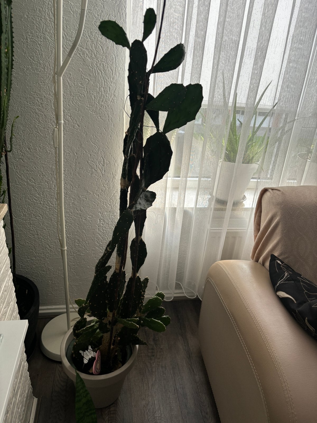 Grote Opuntia Cactus in pot - Kamerplant, Huis en Inrichting, Ophalen, 150 tot 200 cm, In pot, Cactus