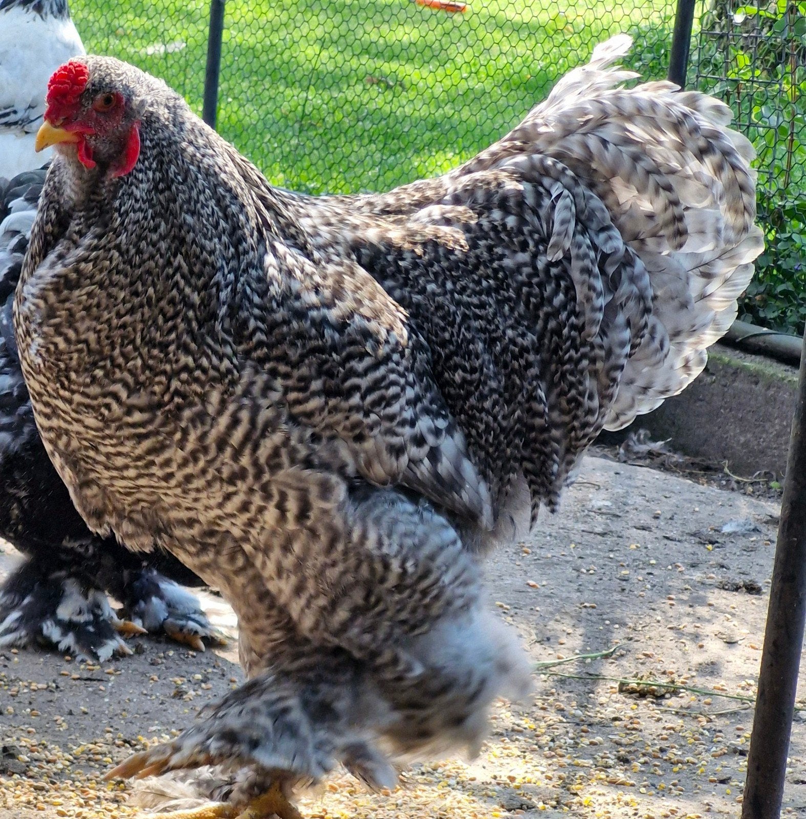 Echt mooi Brahma Haan, Dieren en Toebehoren, Pluimvee, Mannelijk, Kip