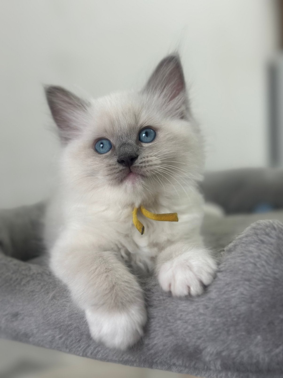 Ragdoll kittens met stamboom sociaal & gezond opgegroeid, Dieren en Toebehoren, Meerdere dieren, Met stamboom, 0 tot 2 jaar
