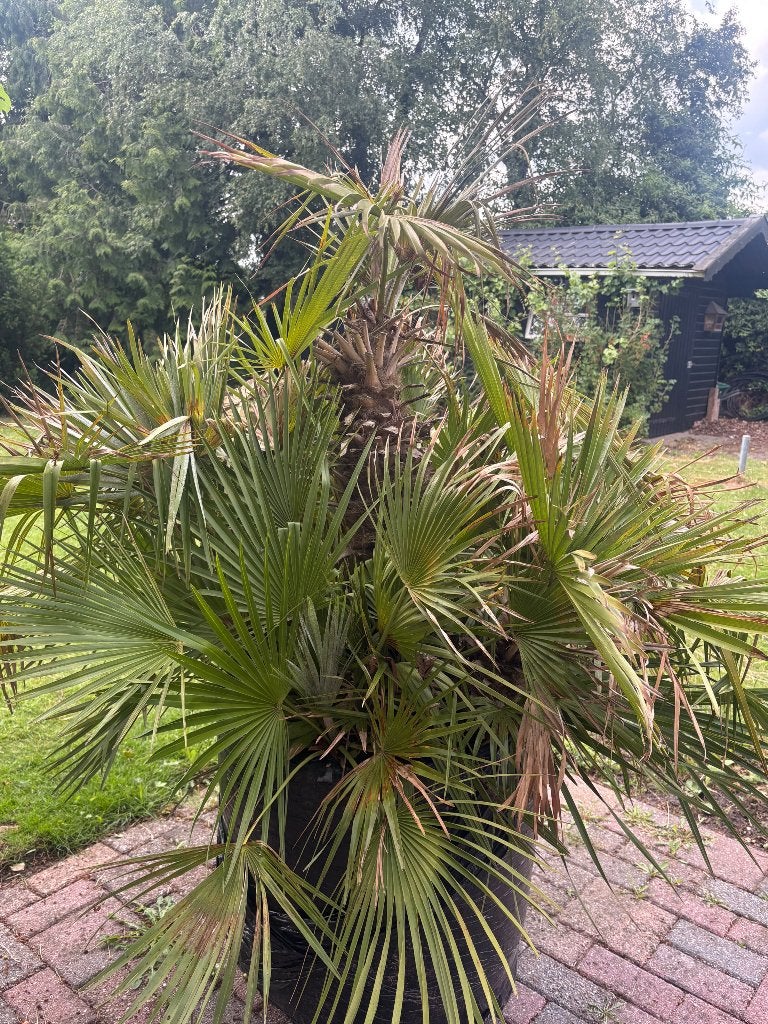 Palmboom, Tuin en Terras, Planten | Tuinplanten, Ophalen, Bloeit niet, Overige soorten, Volle zon