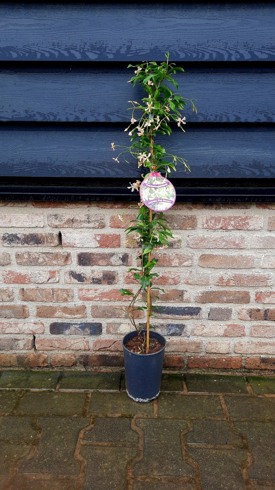 Toscaanse jasmijn Trachelospermum  'Pink Showers'🍀🌺 Roze, Ophalen, Overige soorten, 100 tot 250 cm