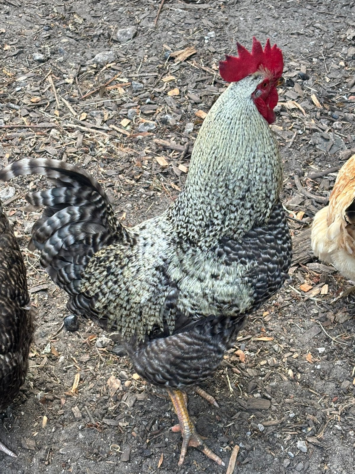 Amrock hanen, Dieren en Toebehoren, Pluimvee, Mannelijk, Kip