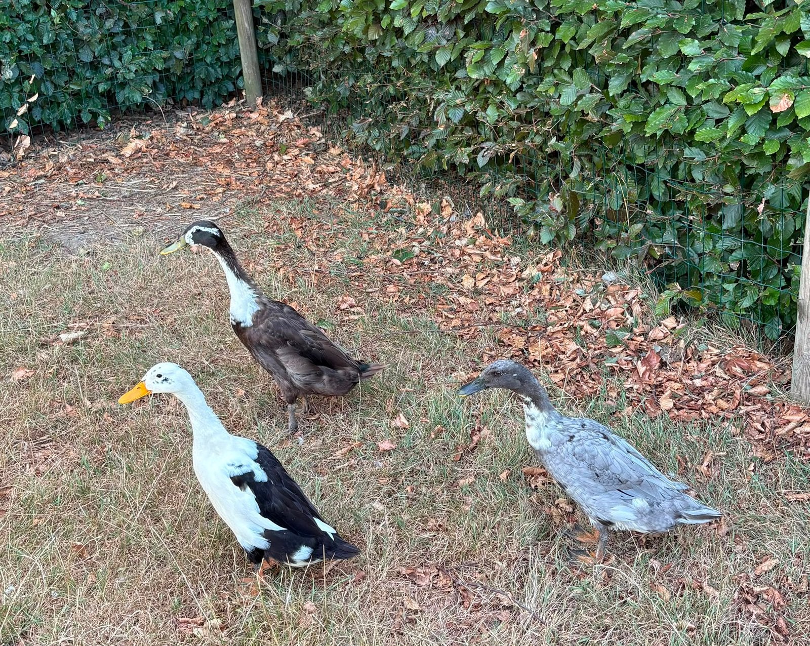 Hele leuke loopeenden, Dieren en Toebehoren, Meerdere dieren, Eend