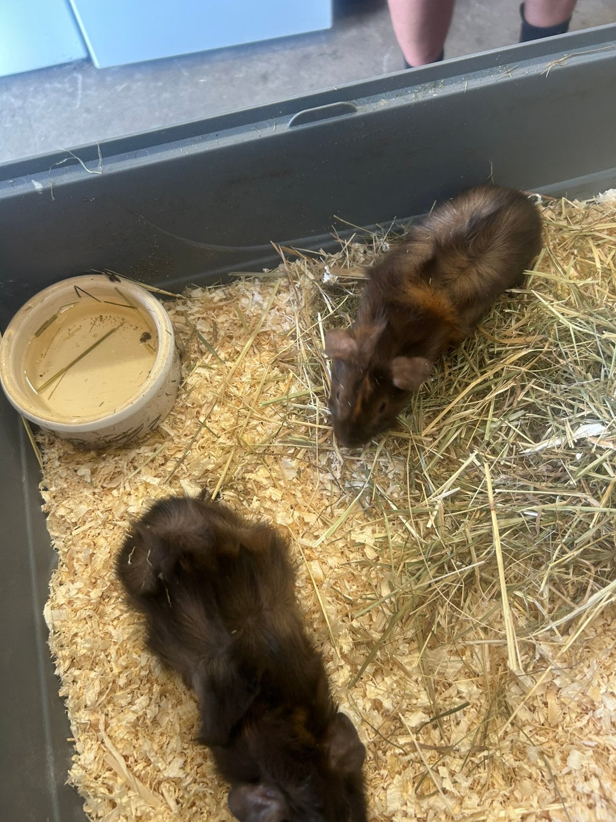 2 cavia beertjes, Cavia, Mannelijk, Tam, September