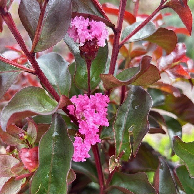 Lagerstroemia of Indische sering op stam hoogte 80 cm, Tuin en Terras, Planten | Bomen, Ophalen of Verzenden, Zomer, In pot