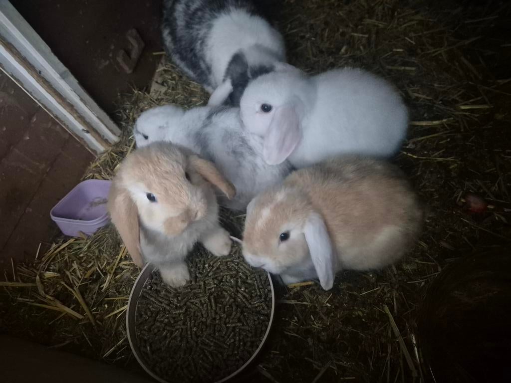 ​ Liefdevolle huisjes gezocht voor onze NHD konijntjes!, Dieren en Toebehoren, Konijnen, Meerdere dieren, Dwerg, Hangoor, 0 tot 2 jaar