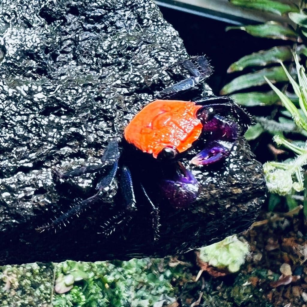 Vampierkrab krabben Geosesarma sp Halloween crab, Dieren en Toebehoren, Overige soorten, 0 tot 2 jaar