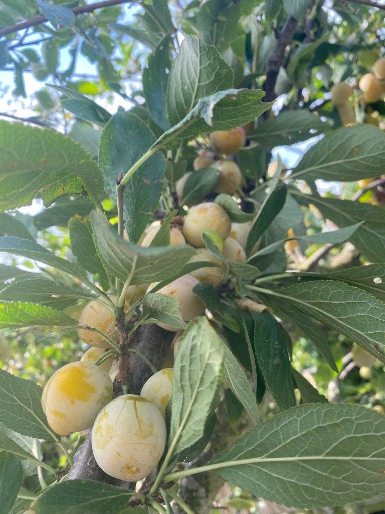 Mirabelle pruimen, Diversen, Levensmiddelen, Ophalen