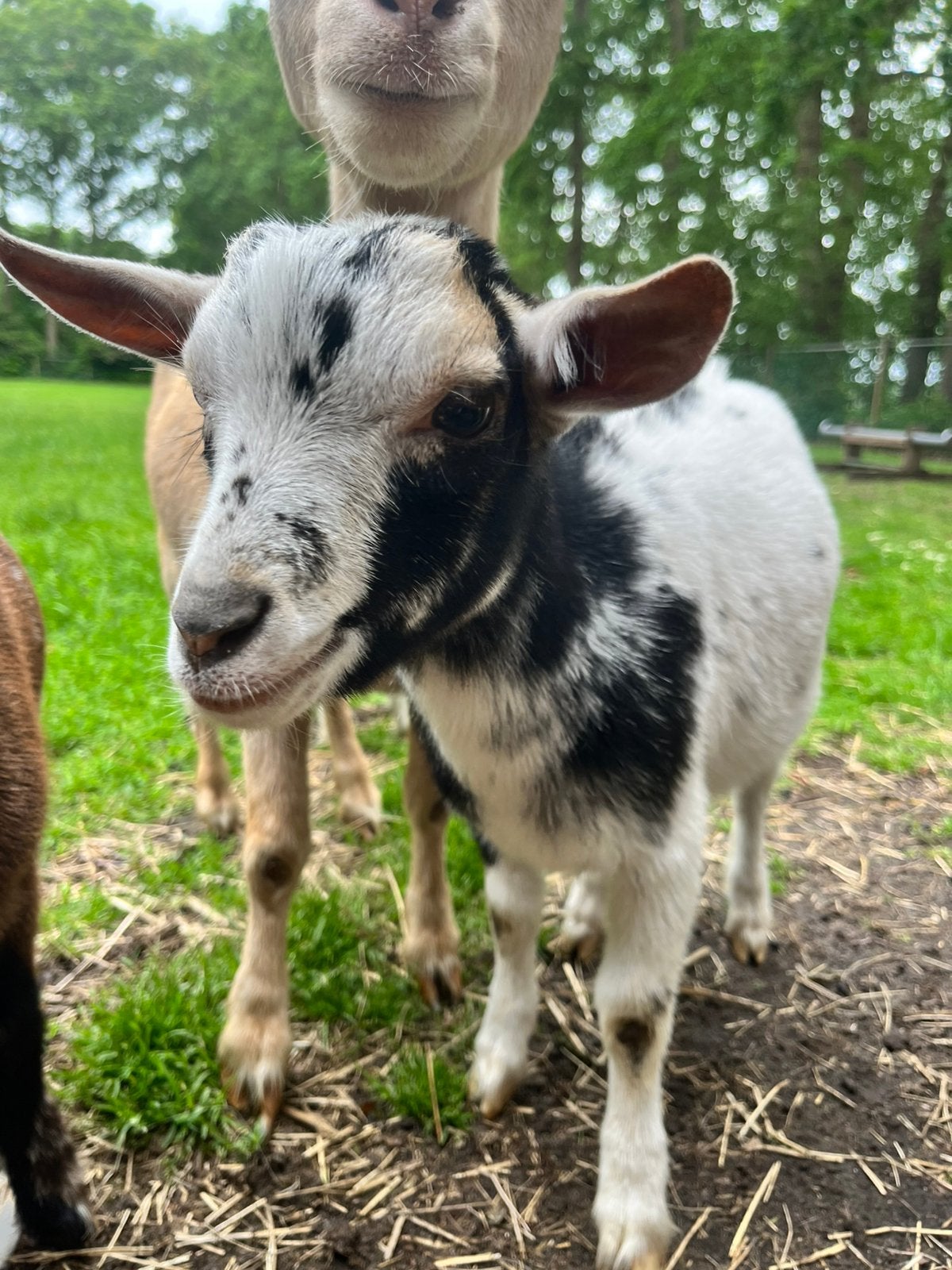Een mooie dwerg bok, Dieren en Toebehoren, Mannelijk, Geit