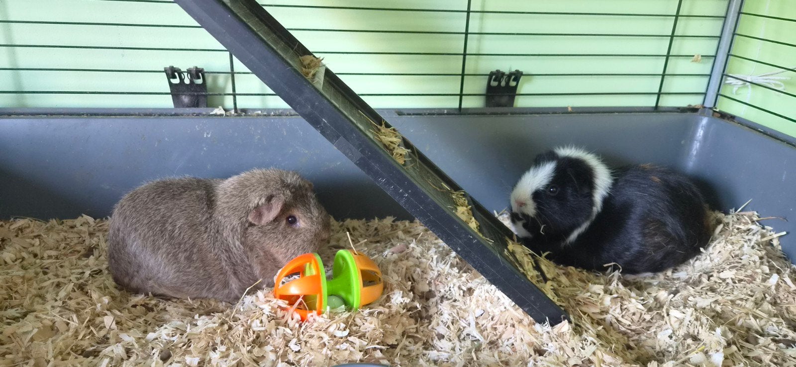 cavia zeugjes, Cavia, April, Vrouwelijk, Tam