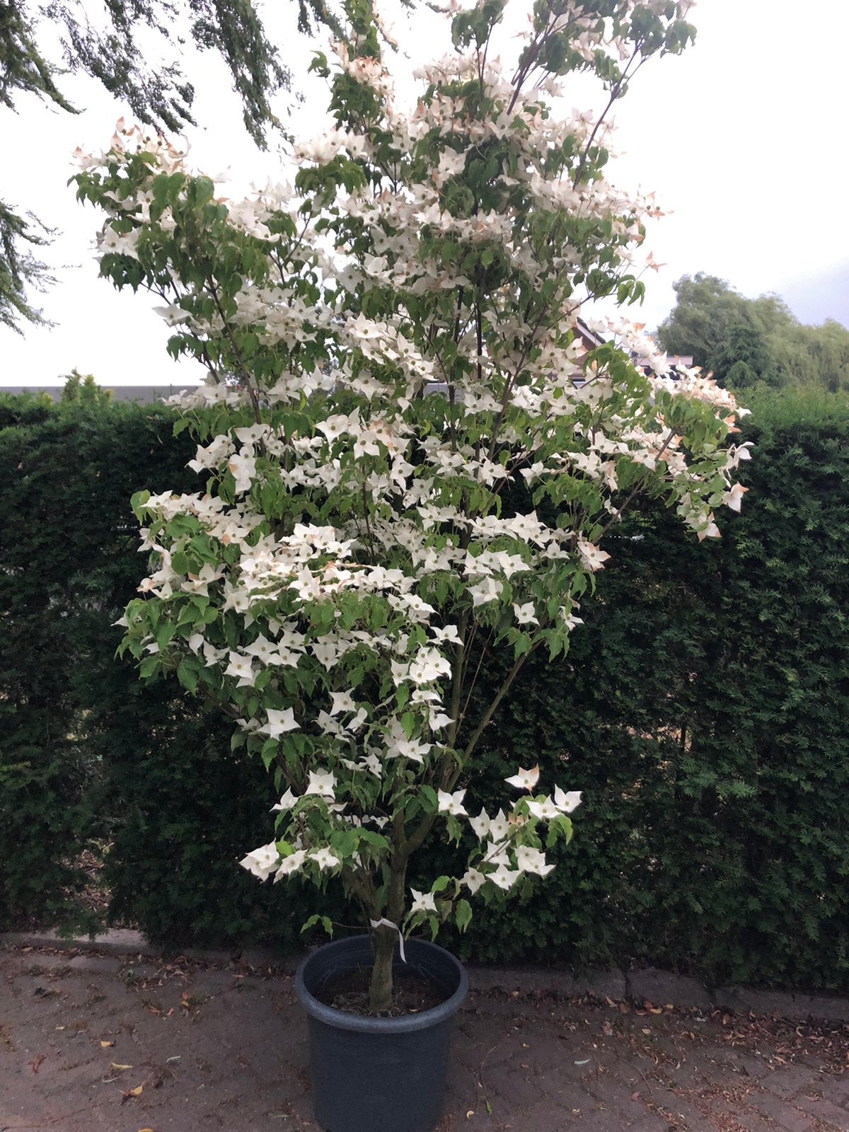 Cornus kousa florida kornoelje in bloem, Tuin en Terras, Planten | Bomen, Overige soorten, 100 tot 250 cm, Zomer, Ophalen