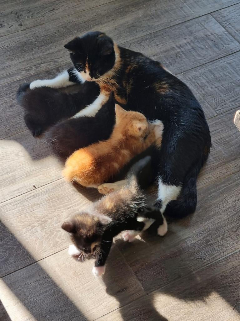 2 Superlieve kitten poesjes, Dieren en Toebehoren, Katten en Kittens | Overige Katten, Meerdere dieren, Kortharig, 0 tot 2 jaar
