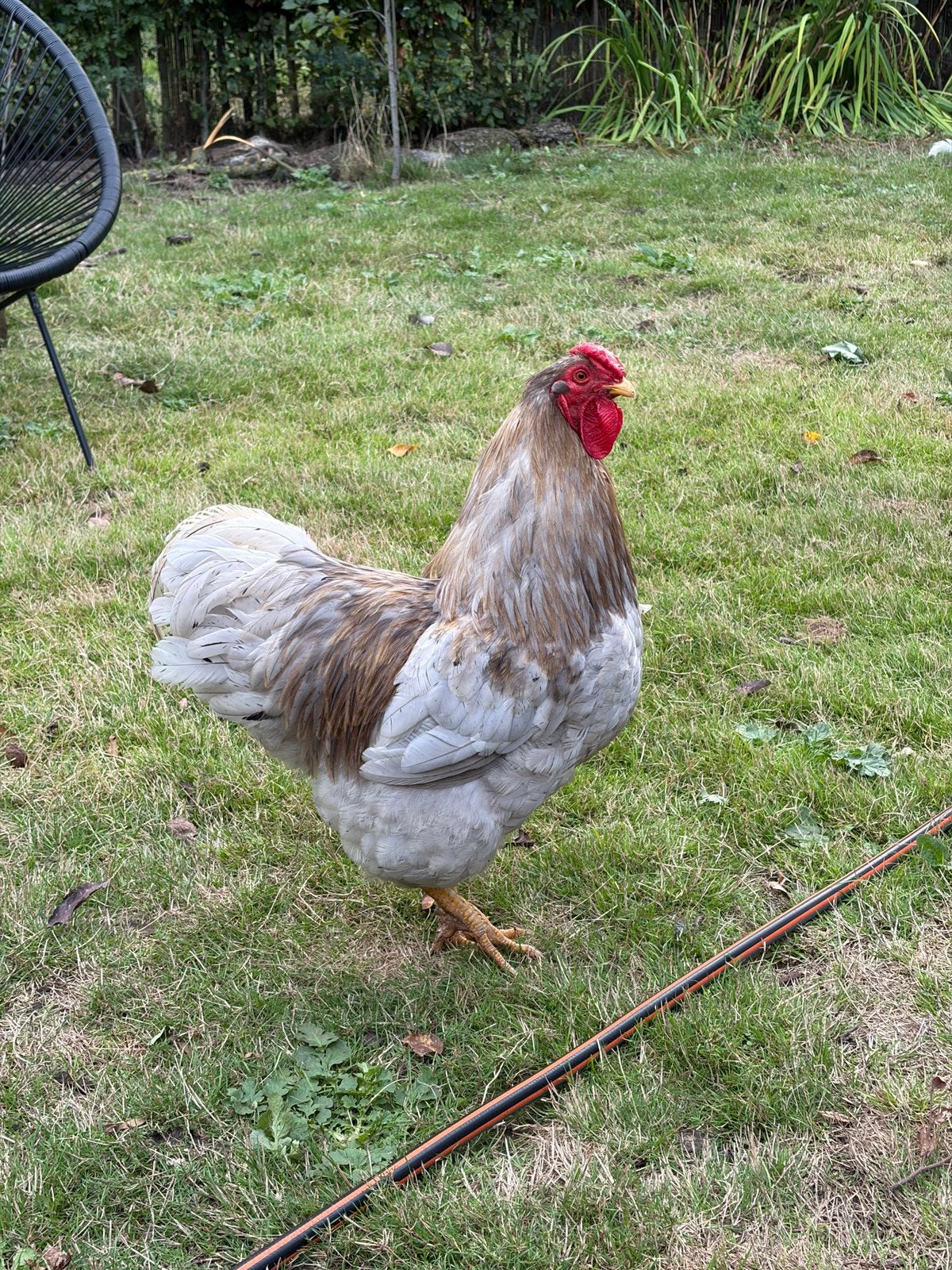 Wyandotte groot kleur blauw haan, Dieren en Toebehoren, Pluimvee, Mannelijk, Kip
