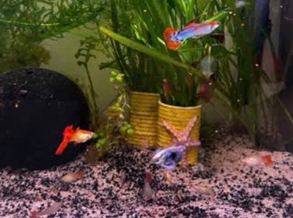 Te koop: Helena slakken, guppy’s en platty’s te koop, Vis, Zoetwatervis, Schoolvis