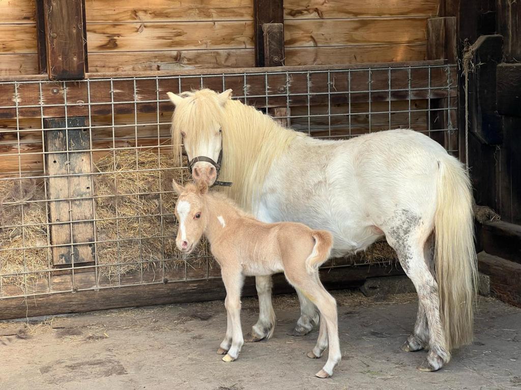 Zeer klein (onder 86 cm) NMPRS mini hengstje AMHA bloedlijn, Dieren en Toebehoren, Pony's, Met stamboom, Niet van toepassing, 0 tot 2 jaar