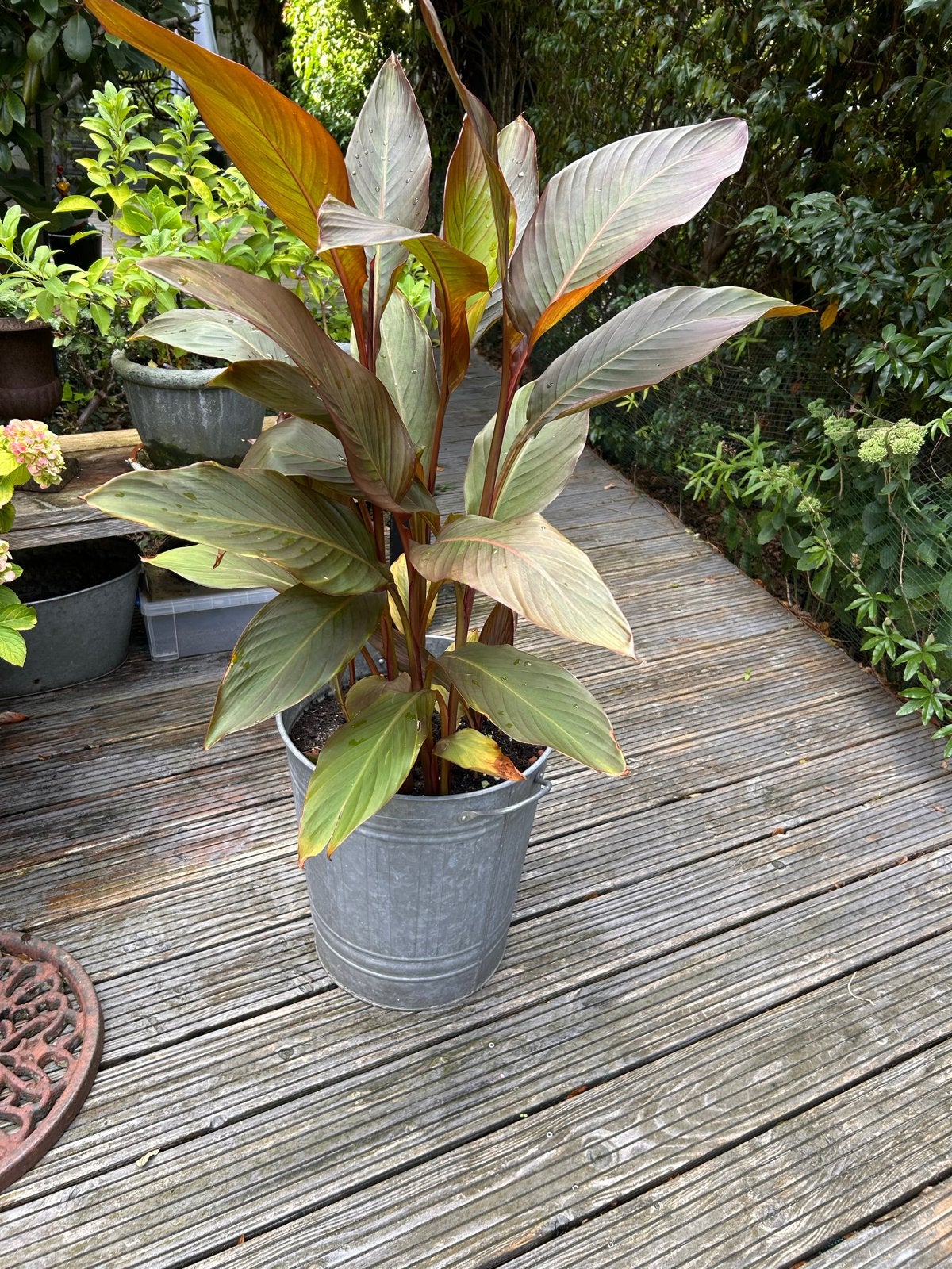 Grote Canna in zinken bak, Volle zon, Vaste plant, Zomer, Ophalen