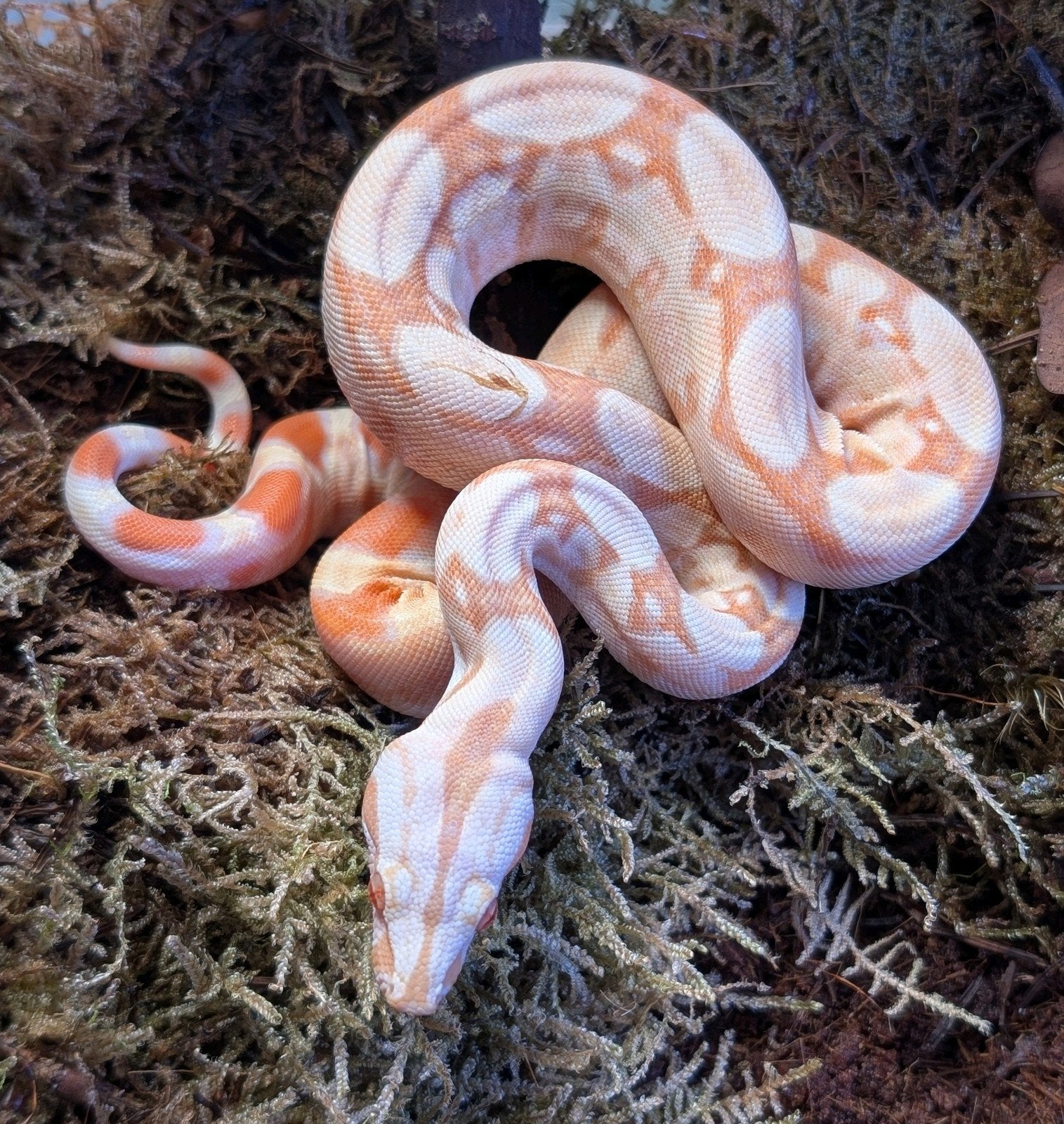 Albino het Blood Man NK2026, Dieren en Toebehoren, Reptielen en Amfibieën, Slang, 0 tot 2 jaar