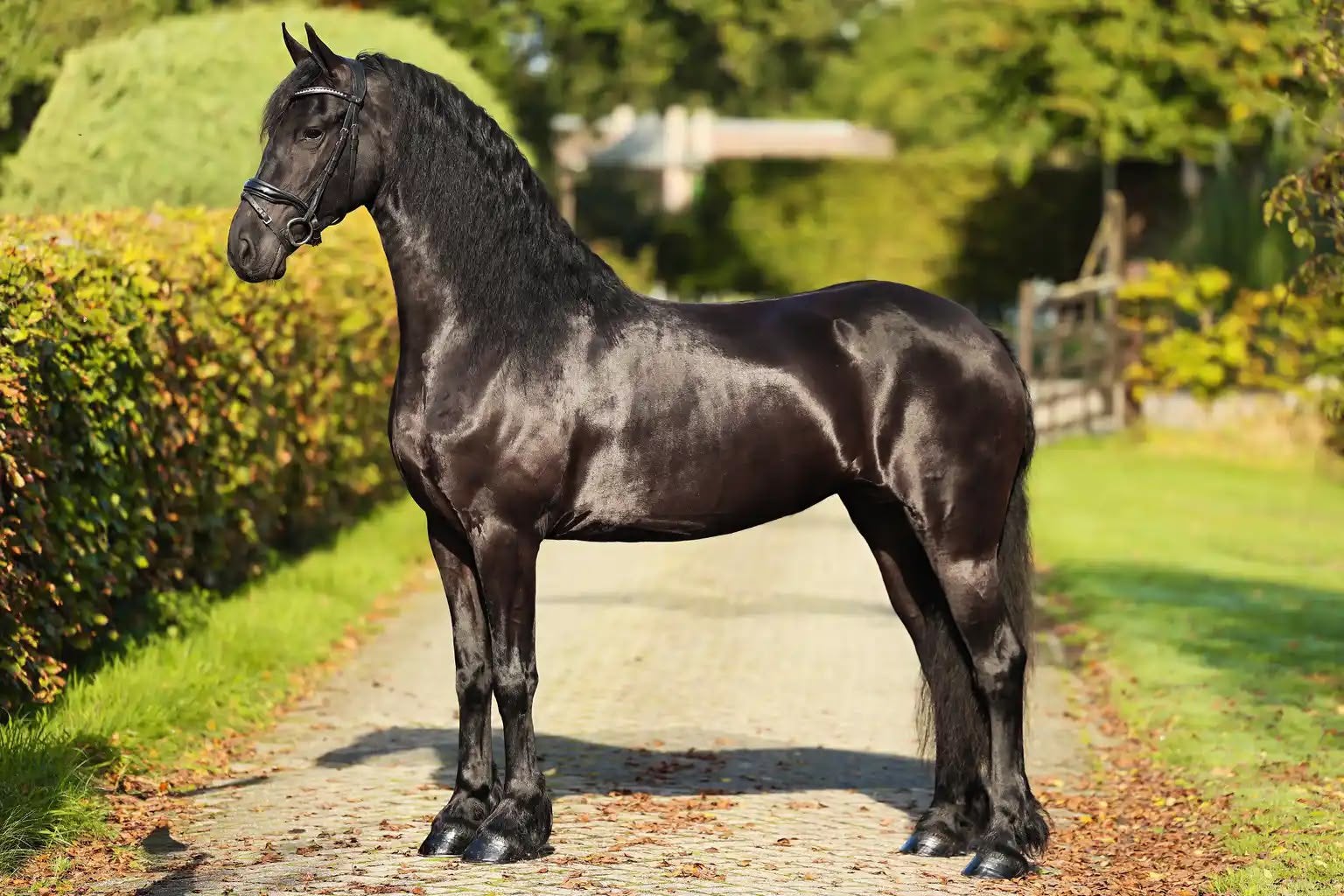 Veelzijdige friese merrie, Merrie, Met stamboom, Dressuurpaard, 3 tot 6 jaar
