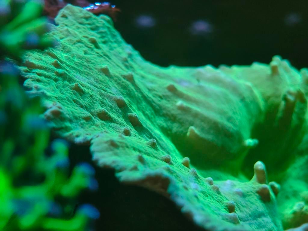Koraal leder sinularia dura groen kroepoek leder, Ophalen, Gevuld zeewateraquarium