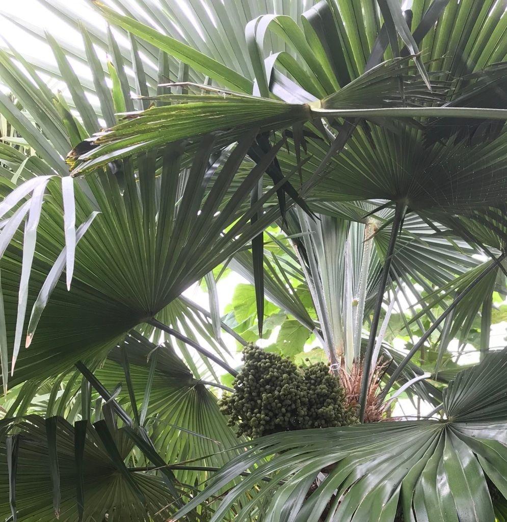 Palmzaden Trachycarpus  princeps / nanus / Naggy, Tuin en Terras, Volle zon, Ophalen of Verzenden, Lente, Minder dan 100 cm