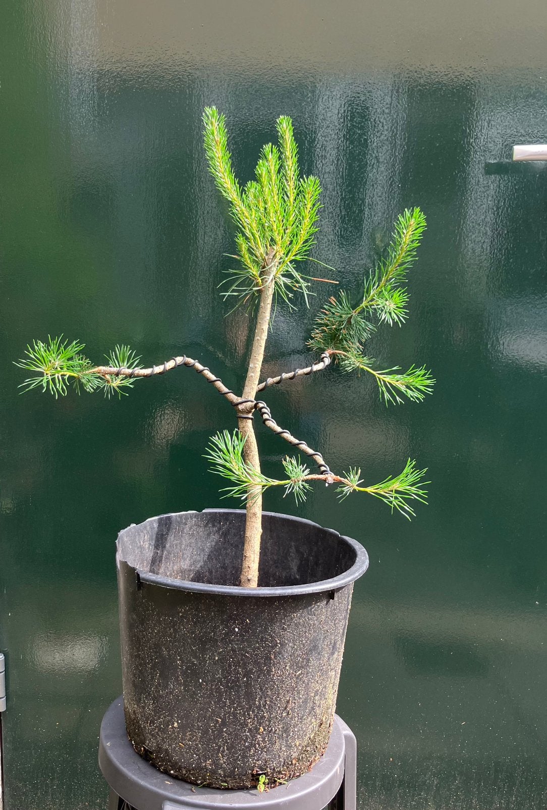 Pinus Sylvestris Bonsai starter, Volle zon, Vaste plant, Bloeit niet, Ophalen