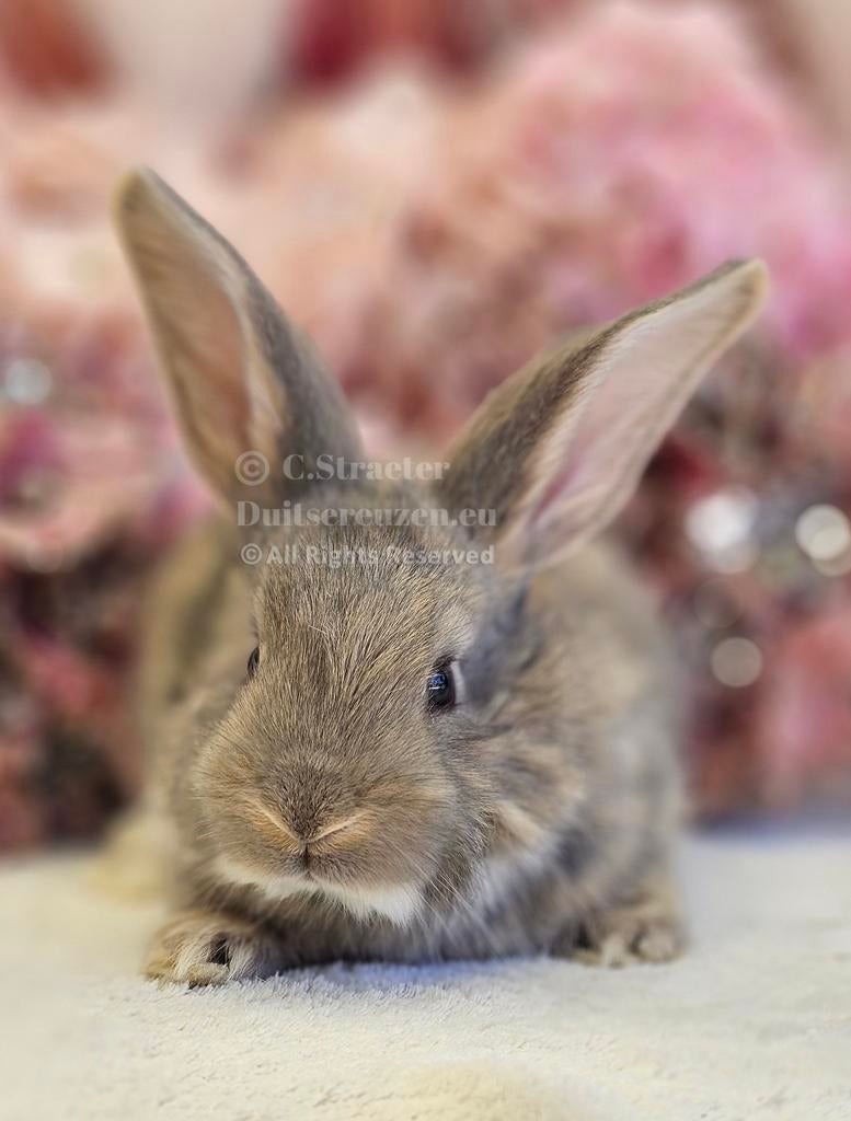 Duitse reuzen XXL echt GROOT!, Meerdere dieren, Groot, 0 tot 2 jaar