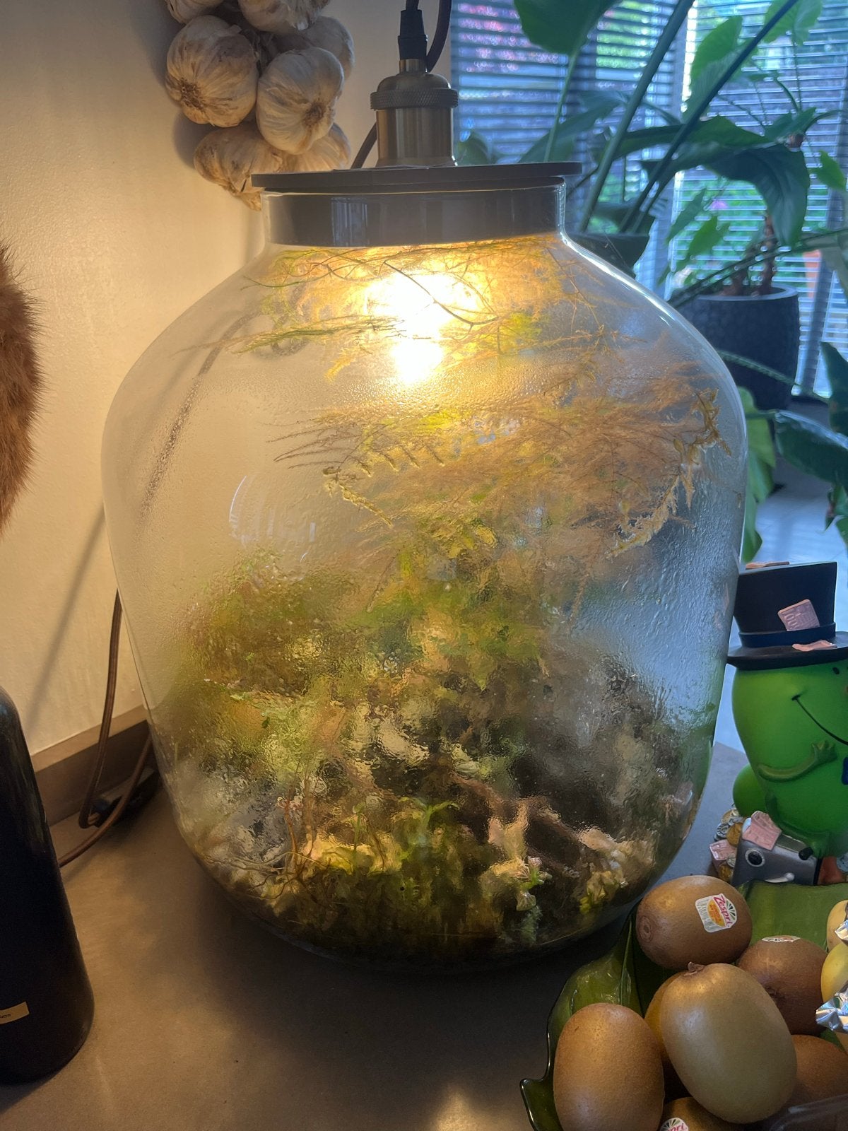 Terrarium met planten en verlichting, Huis en Inrichting, Kamerplanten, Ophalen, Overige soorten, Halfschaduw, In pot