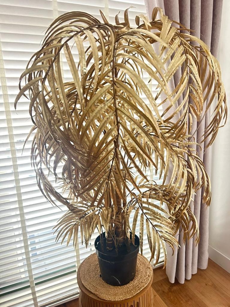 Goude plant areca palm, Huis en Inrichting, Ophalen of Verzenden
