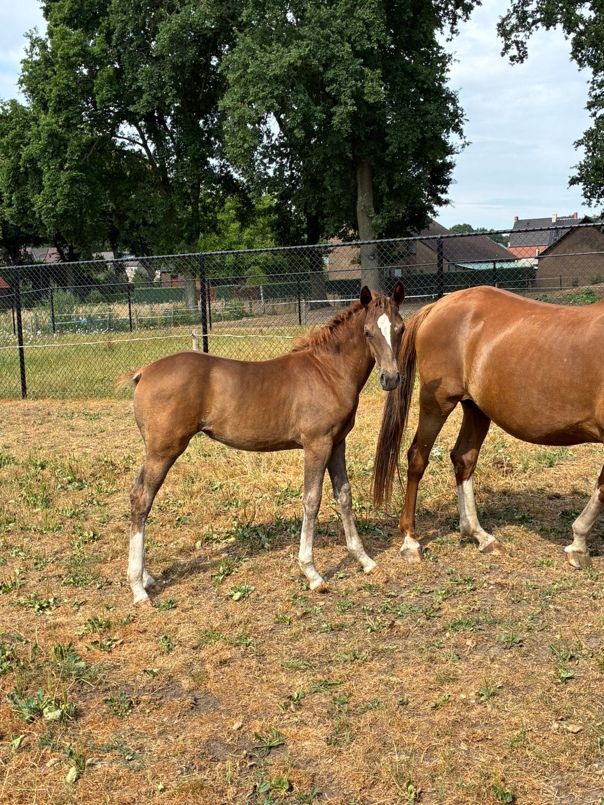 merrieveulen Top Gun  m Stermerrie v Viva la Bam Kanshebber, Merrie, Met stamboom, B, Springpony
