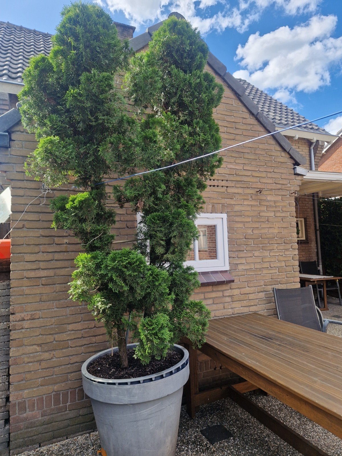 Grote plantenbak met conifeer - Ideaal voor buiten, Tuin en Terras, Bloembakken en Plantenbakken, Gebruikt, Kunststof, Balkon