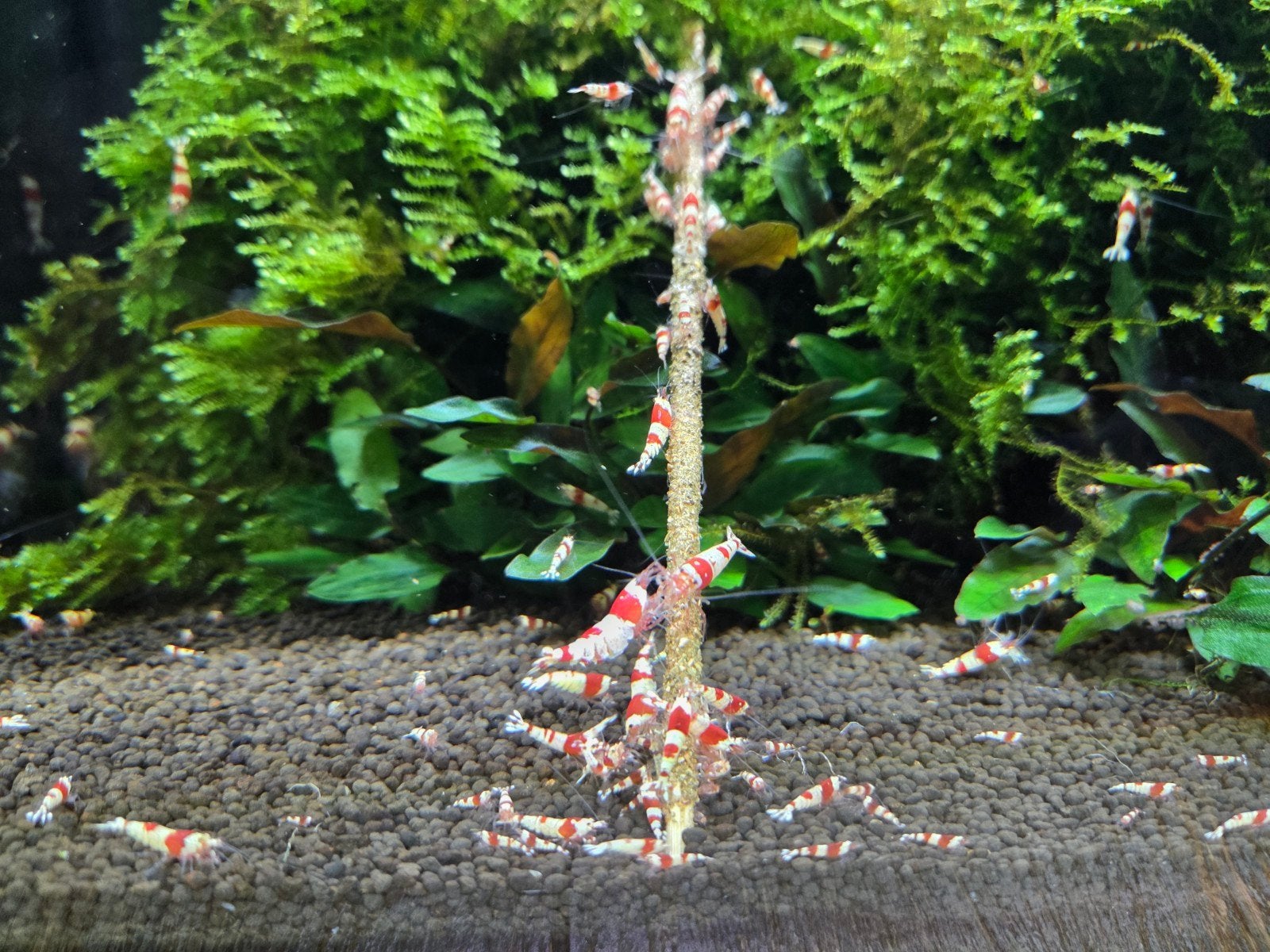 cristal red garnalen (kraanwater), Kreeft, Krab of Garnaal, Zoetwatervis, Schoolvis