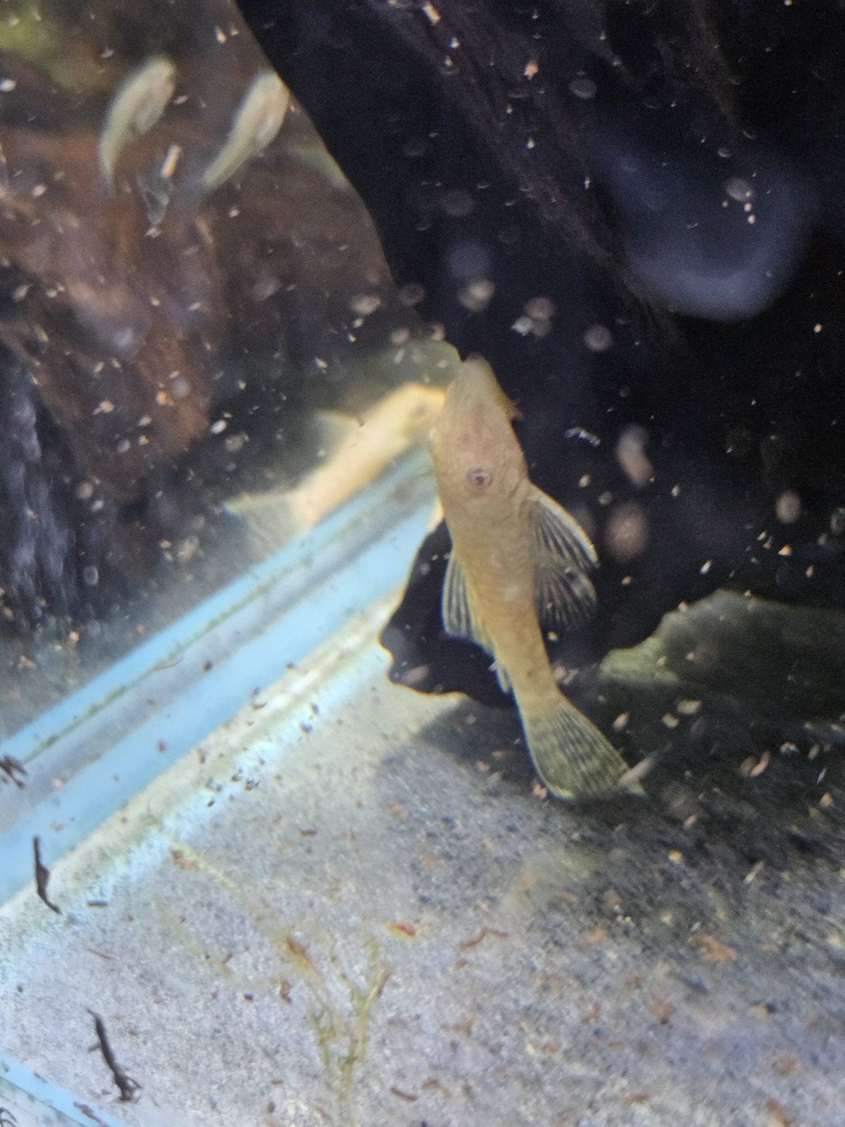 Ancistrus albino, Vis