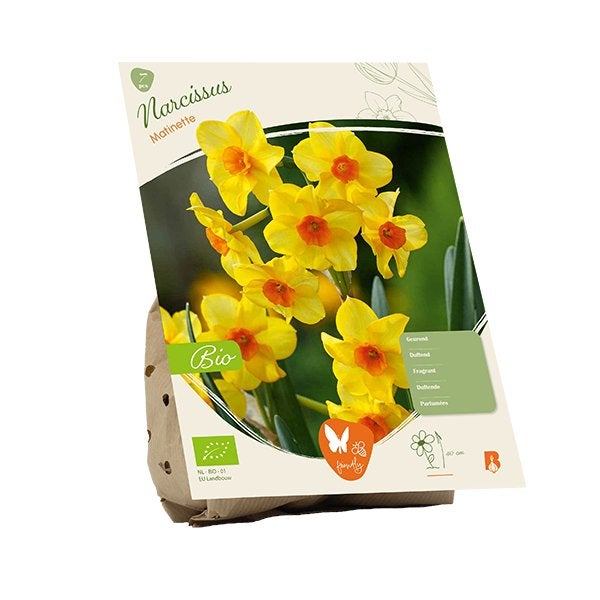 Narcis (Narcissus ‘Martinette’), Ophalen of Verzenden, Najaar, Volle zon, Bloembol