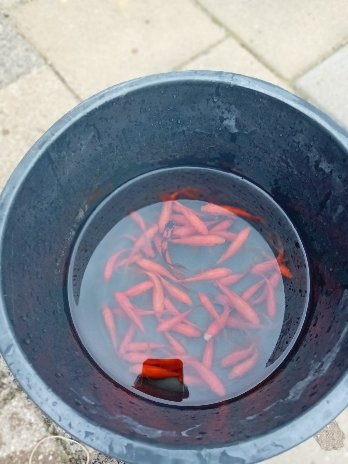 mooie Goudvis mix, Goudvis(sen)