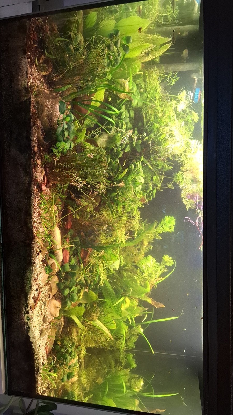 Emmer vol met aquarium planten., Ophalen of Verzenden