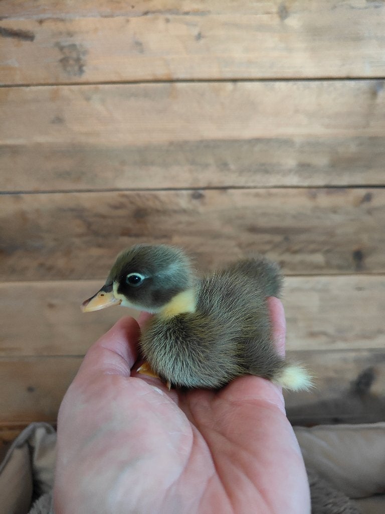 Indische loopeenden, Dieren en Toebehoren, Meerdere dieren, Eend