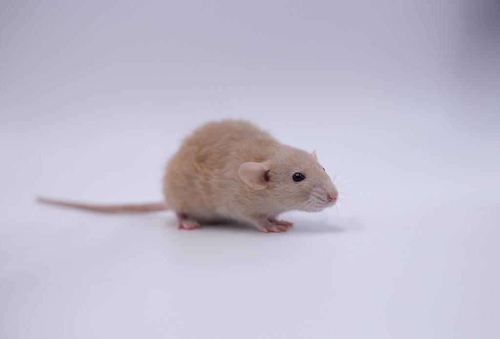 2 dwergratten vrouw, Dieren en Toebehoren, Knaagdieren, Rat, Augustus, Vrouwelijk, Tam
