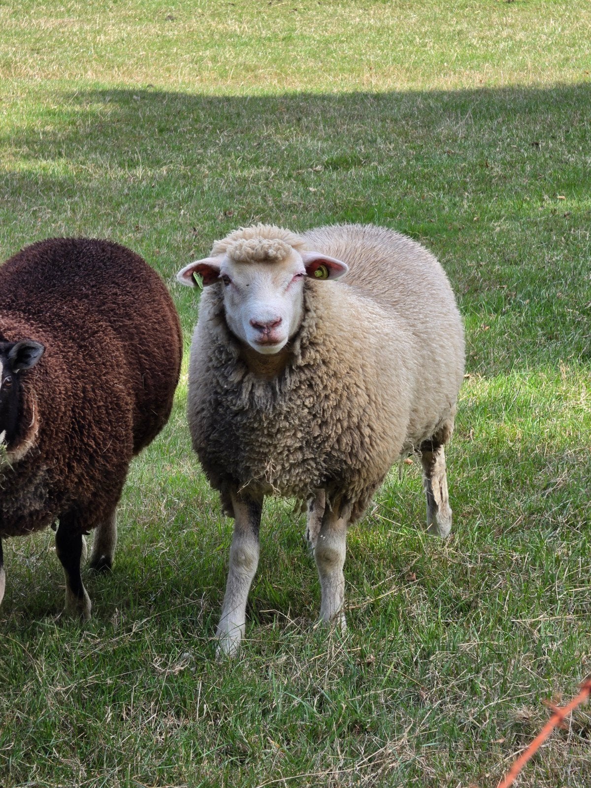 poll dorset x engelse texelaar, Dieren en Toebehoren, Schapen, Geiten en Varkens, Vrouwelijk, Schaap