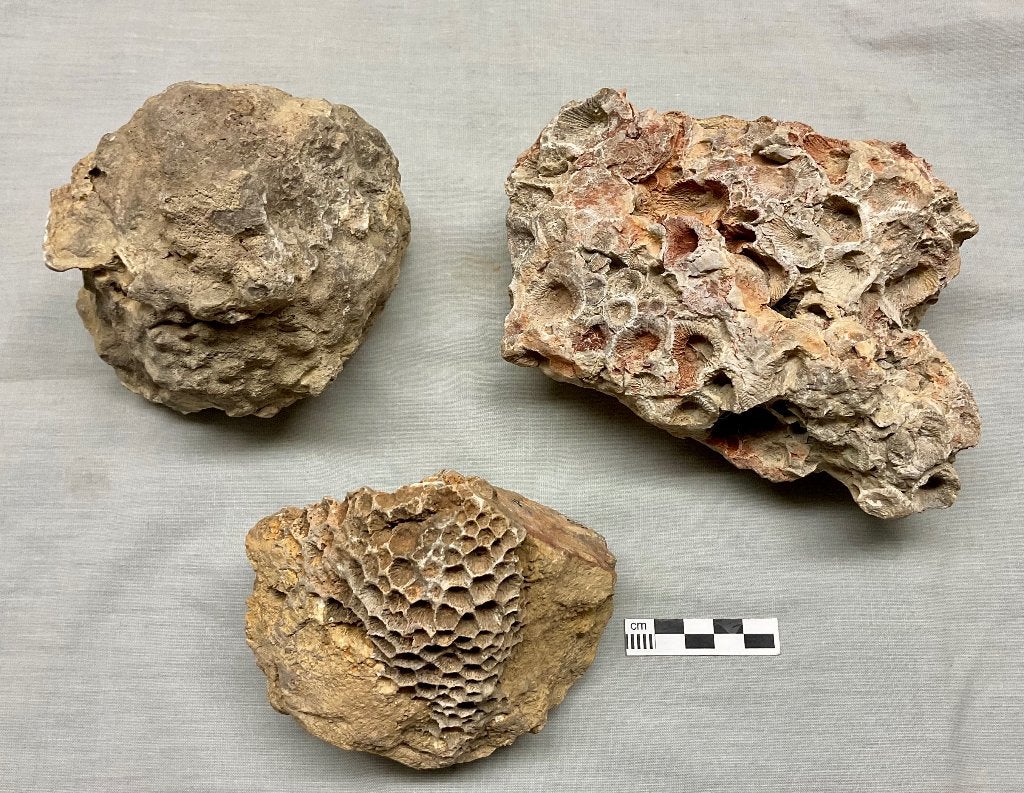 Koraal Stromatopore Devoon Eifel, Ophalen of Verzenden, Fossiel