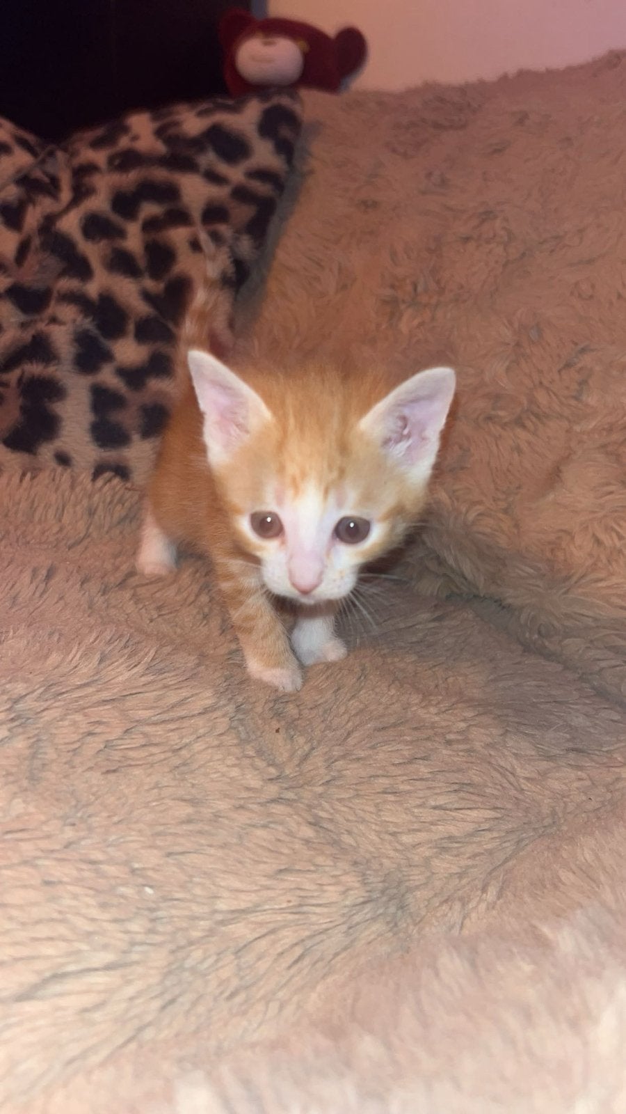 Kittens 2jongens 2meisjes, Meerdere dieren, Kortharig, 0 tot 2 jaar