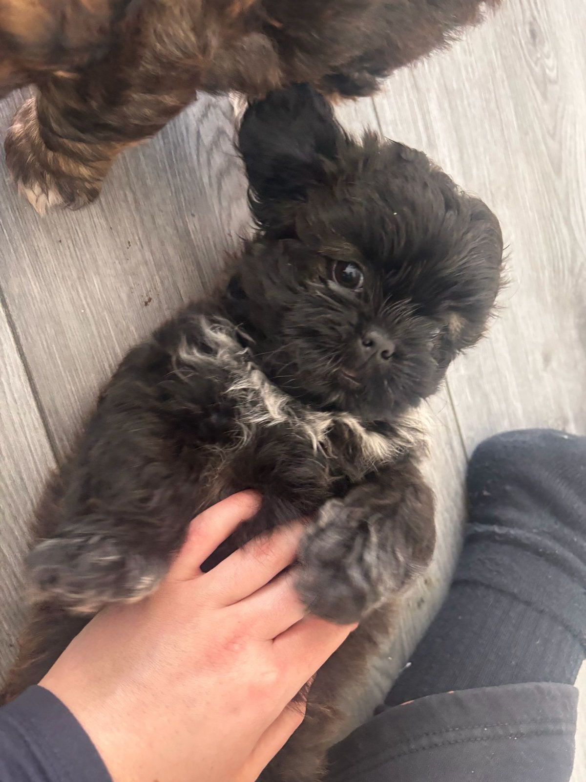 Shih Tzu x Shih Poo Puppy Teefje Choco, Parvo, Overige rassen, 8 tot 15 weken, Teef