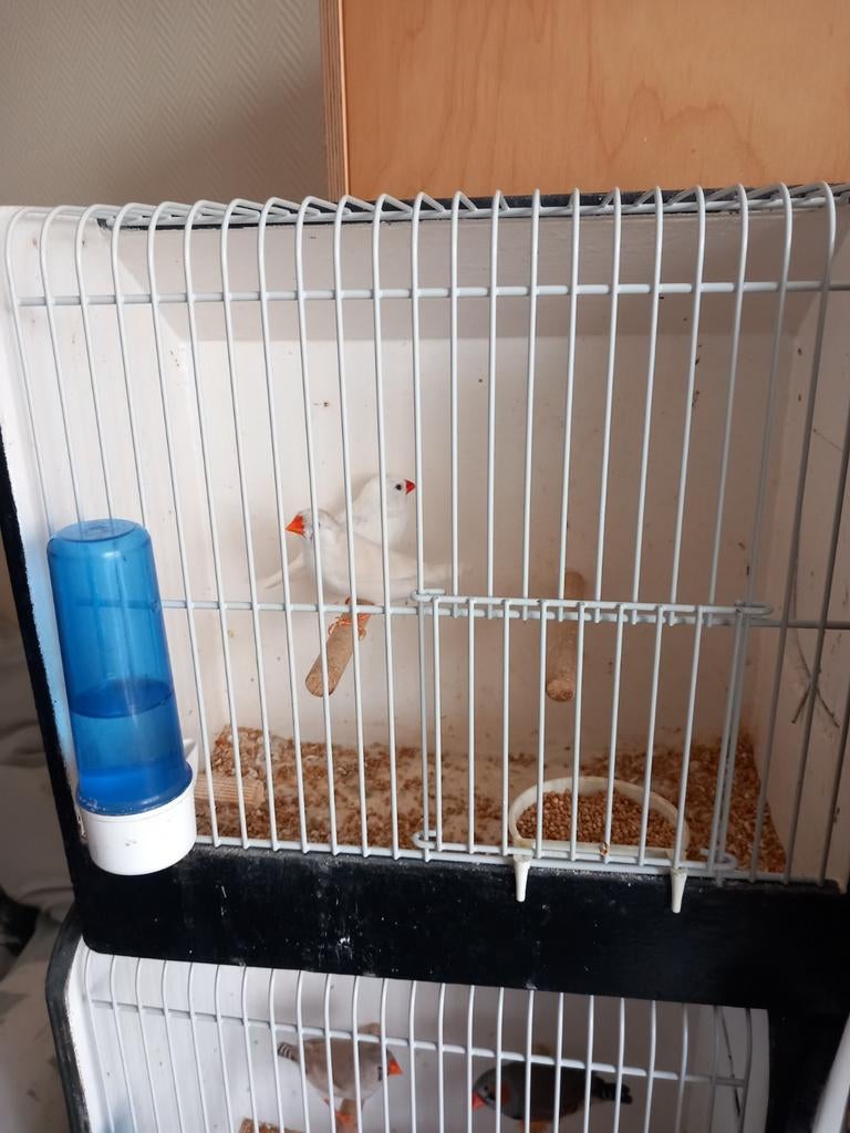koppels zebravinken, Dieren en Toebehoren, Vogels | Overige Vogels, Meerdere dieren, Tropenvogel