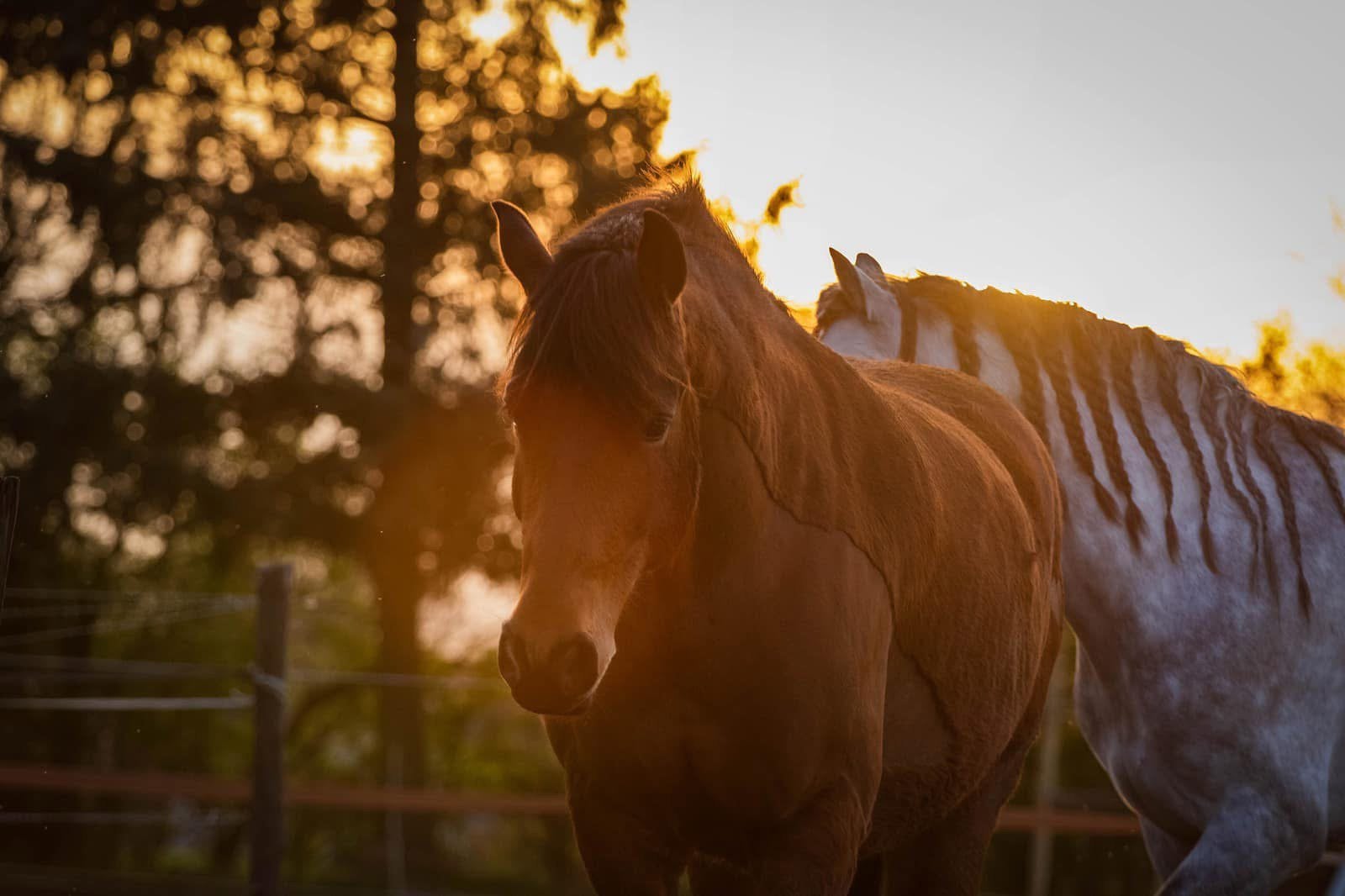 Lease paard / bijrijdpaard aangeboden, bijrijder gezocht, Ophalen, Nieuw